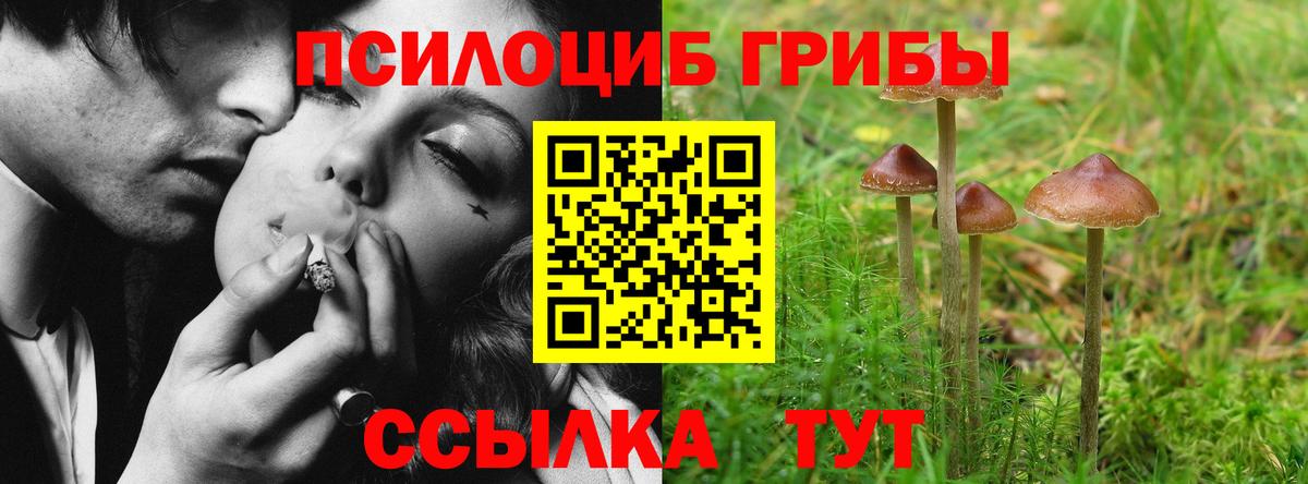 Псилоцибиновые грибы Psilocybe Кизилюрт